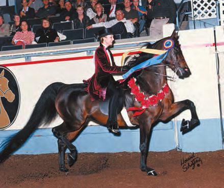 HVK Flaire Dance was the Two- Year-Old Pleasure Driving Reserve World Champion and Grand National Two-Year-Old Pleasure Driving Mare Champion.