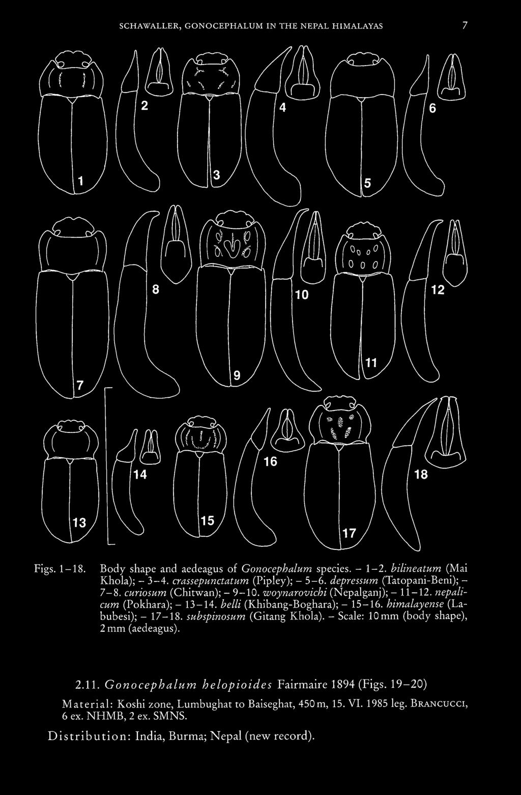SCHAWALLER, GONOCEPHALUM IN THE NEPAL HIMALAYAS Figs. 1-18. Body shape and aedeagus of Gonocephalum species. - 1-2. bilineatum (Mai Khola); - 3-4. crassepunctatum (Pipley); - 5-6.