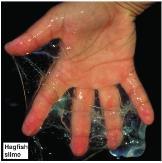 and muscles hagfish Hagfish slime Lampreys Are fish that Have a cranium and