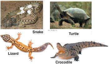 Reptiles Are the first vertebrates to be fully adapted to land Mammals Have mammary glands