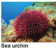 (8) Echinoderms (Sea stars, Sea urchins, Sea cucumbers, Brittle stars)