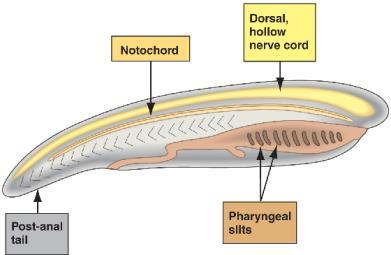 CNS (brain + spinal cord) 3) Pharyngeal slits Gills in aquatic