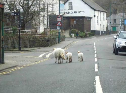 Final words Please support the local shops and restaurants in Llanberis and please use the bins in transition for your litter. Beware of sheep on the road!