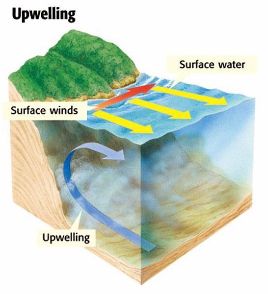 Upwelling Movement of deep, cold, and mineral-rich water to surface of the