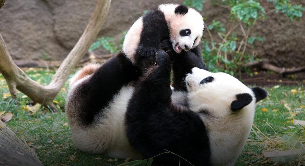 Giant Pandas grow between 1.