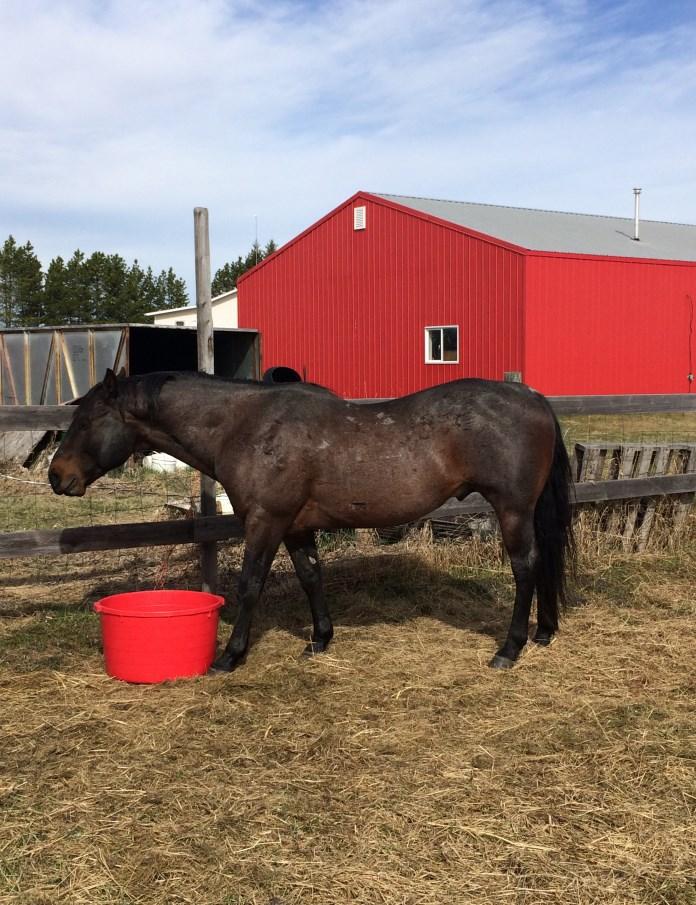 Reference Stud Sire 2007 AQHA #5137737 Bay Roan Stallion Digger keeps proving to us what a great horse he is turning out to be. This is a very quiet, easy going and loveable stallion.