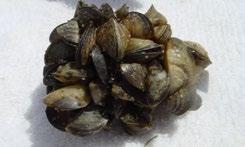 Zebra mussels (Dreissena polymorpha) Quagga mussels (Dreissena bugensis) Zebra mussels are native to the Black and Caspian seas.
