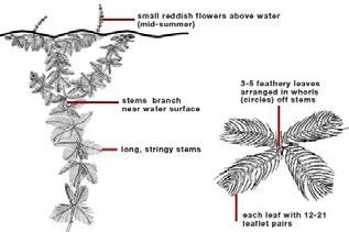 It can be difficult to tell Eurasian watermilfoil apart from some native aquatic plants like Northern watermilfoil (Myriophyllym sibiricum) and hybrids between the native and invasive milfoil species.