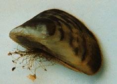 Zebra Mussel Dreissena Polymorpha Regulatory Classification: Prohibited Invasive Species Origin: Native to Black and Caspian Seas in Eastern Europe and Western Russia Biology They are small,