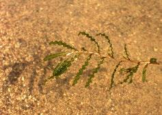 Curly-leaf Pondweed Potamogeton crispus 54 Regulatory Classification: Prohibited Invasive Species Origin: Native to Eurasia, Africa, and Australia Biology A submersed aquatic plant, it generally