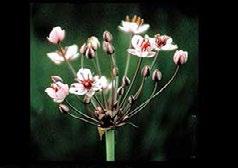 Flowering Rush Butomus umbellatus Regulatory Classification: Prohibited Invasive Species Origin: Native to Africa, Europe and Asia Biology A perennial aquatic herbaceous plant, it grows 1-4 high on