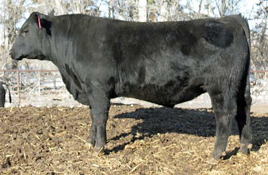 PIONEER Sons 24 SVF Pioneer Z92 Calved 2-10-12 #1 D MYTTY In Focus # A SVF MS IN FOCUS T6 M SVF Ms Future R240 SUPPLEMENT BW: