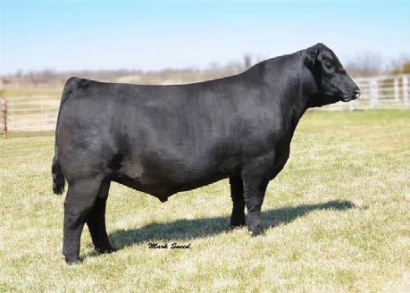 Lot 55 Angus Reference Sire 55 SVF Mainline Z195 Calved 2-16-12 13% Gelbvieh Blk Polled #1235194 11-0.