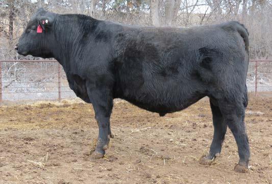 34 +46.20 +48.50 +93.09 New Day 454 sires thick, moderate, sound offspring. Add to this his docility (Top 1% and you understand why he is so popular.