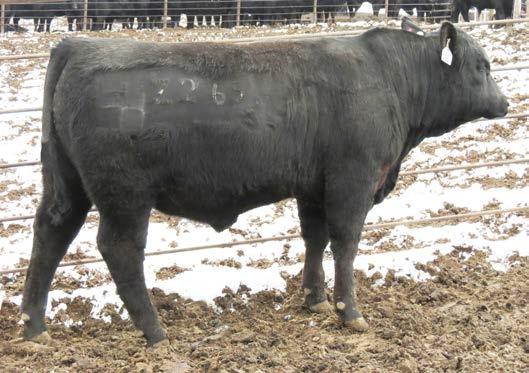 86 New Day Balancer EPDs RE MARB FT CW 12-1.0 63 122 34 66 6 1.20.87.01 42 SVF New Day Z269-B Calved 2-24-12 13% Gelbvieh Blk Polled #1235206 13-0.