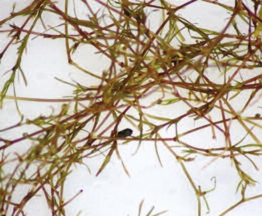 e non-native Eurasian watermilfoil is the most likely problem species and usually has twelve or more pairs of leaflets