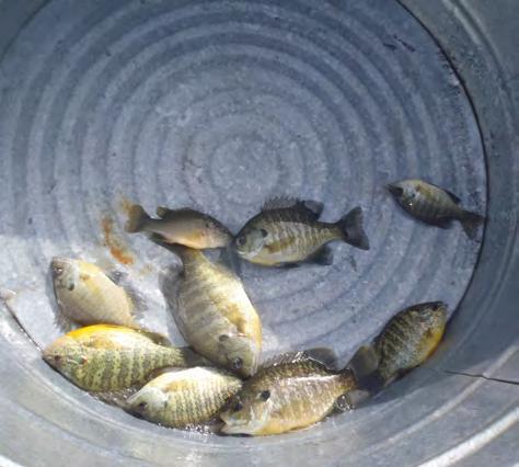 Potential Impact of Fish on Sweeney and Twin Lakes Water Quality It has been demonstrated that various fish species can impact water quality in lakes, but typically they need relatively high
