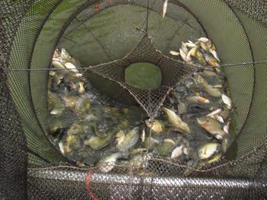 A dip net is used to remove the fish from the back of the trapnet.
