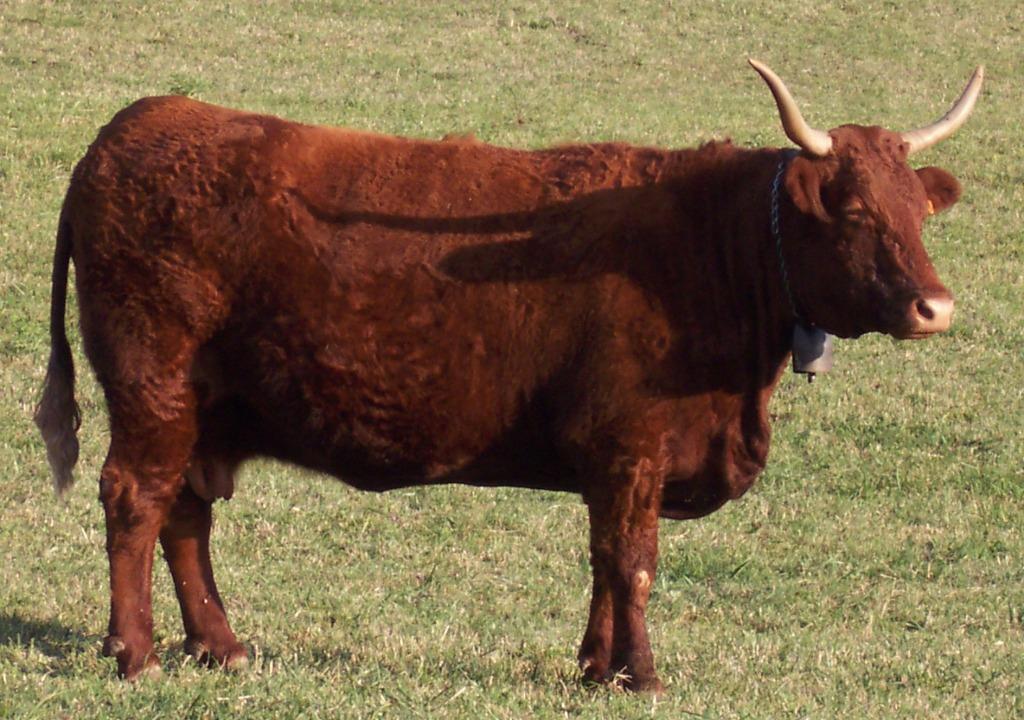 Salers Color(s): Dark mahogany red Horned/Polled: Typically horned