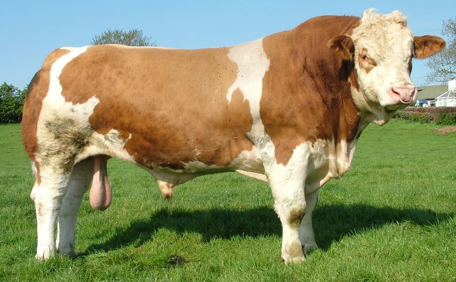 Simmental Color(s): Vary from red & white spots, to fawn or straw
