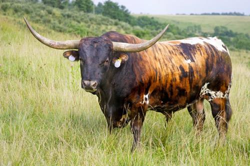 Texas Longhorn Color(s): Various colors & color patterns Horned/Polled: