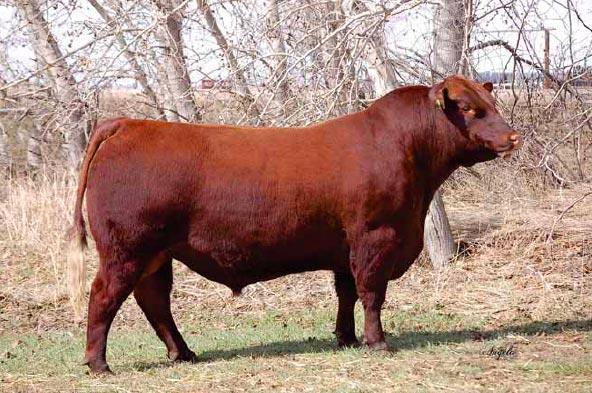 Red Angus Color(s): Red Horned/Polled: Naturally Polled