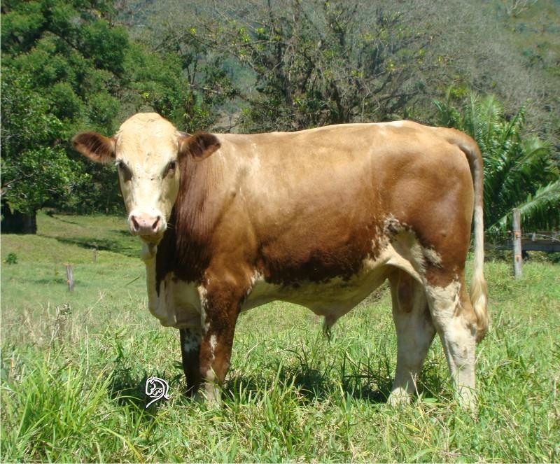 Simbrah Color(s): No Color Standards Horned/Polled: Both Originated from