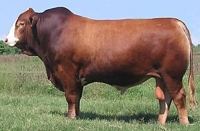 Breed consists of 5/8 Simmental and 3/8 Brahman.