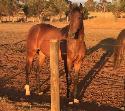 A very athletic filly. Like her mum and siblings, she has been running since the day she hit the ground. She has inherited mum s fizzy temperament and will have speed to burn.