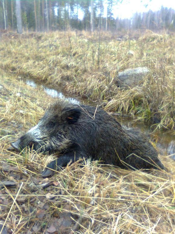 African swine fever in wild boar in Latvia Edvins Olsevskis, DVM, PhD