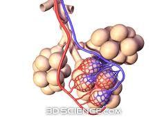 Alveoli Singular: alveolus At the end of each bronchiole is a cluster of alveoli.