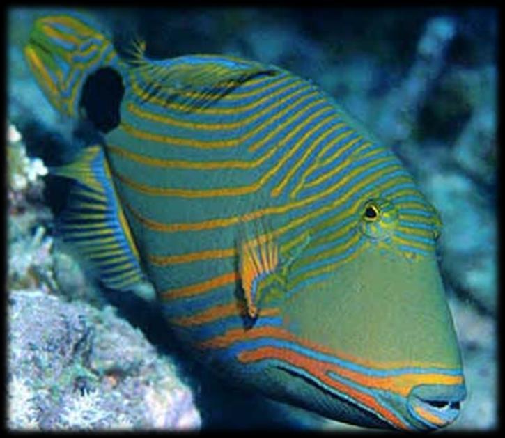 6 Marine Creature of the Month! Our creature of the month is the Orange-lined triggerfish (Balistapus undulates).