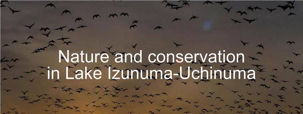 Our foundation introduce Nature and conservation in Lake Izunuma