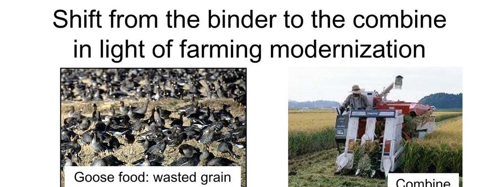 These are the background factors for the increase in the greater white fronted geese population. The geese forage on wasted rice grain left on rice fields after harvesting.