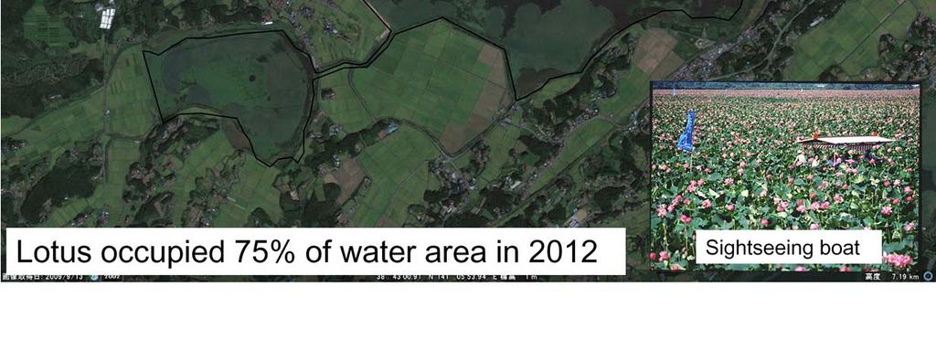 However, after that, lotus has been increasing year by year, and 75% of water area was occupied by lotus