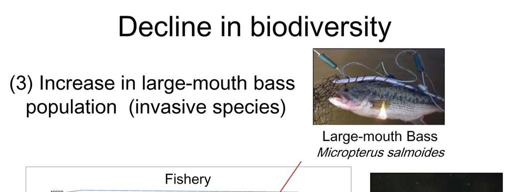 Finally, the third issue with regard to decreasing biodiversity is an increase in abundance of large mouth bass which is an