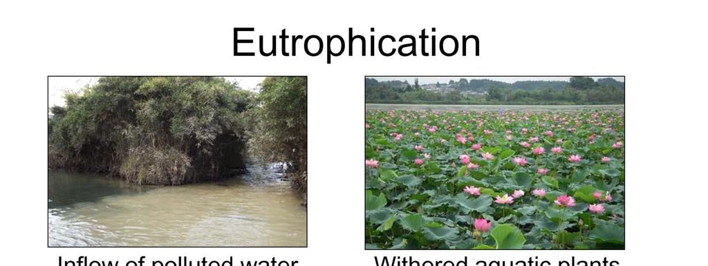 Another environmental concern at Lake Izunuma Uchinuma is eutrophication. Three factors are considered as a source of eutrophication.
