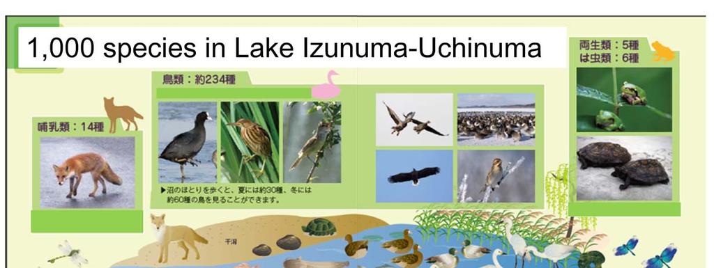Lake Izunuma Uchinuma have high