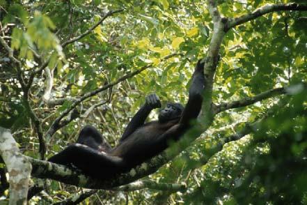 the bonobo, but to all life on earth given the increasing threat of climate change," said Sally Jewell Coxe, president and co-founder of the Bonobo Conservation Initiative.
