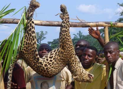 In DRC, other wild animals such as leopard (below) are also victimized by bushmeat hunting that is an important source of food and revenue and is a serious threat in the region.