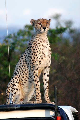 On occasion we have seen cheetahs jump up on to a vehicle to get a better view of wildlife in the surrounding area.