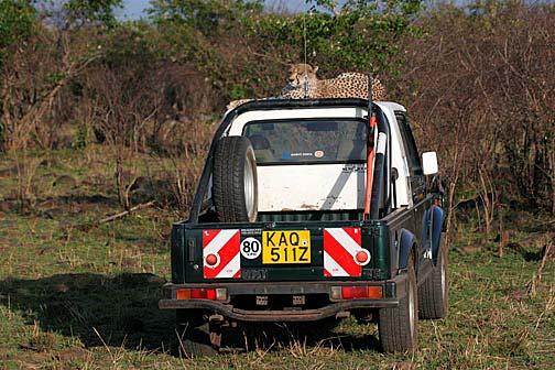 Cheetah on Vehicle Masai Mara, Kenya Canon 20D, Lens-100-400IS Copyright Paul Renner 2006 Announcing New Tanzania Photographic Safari February 15-29, 2008 I am aware that