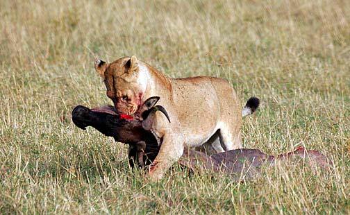 Lioness With Wildebeest Kill Masai Mara National Park, Kenya Copyright: Paul Renner 2005 Lodges and camps we use on our Safaris We