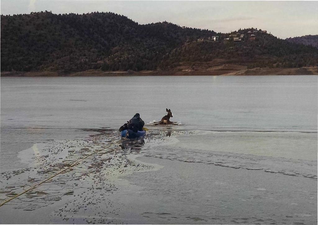 Mule Deer Rescue. A F&W Senior Trooper from the Prineville office received report from citizen of a deer stuck on the ice at the Prineville Reservoir.