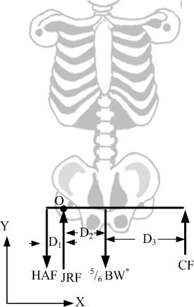 Skeleton picture from the web [29]. COG over the stance leg which reduces the hip abductor moment and the muscle force. By moving the trunk over the stance leg, the moment arm, D 1 in Fig. 1.5b, is reduced.