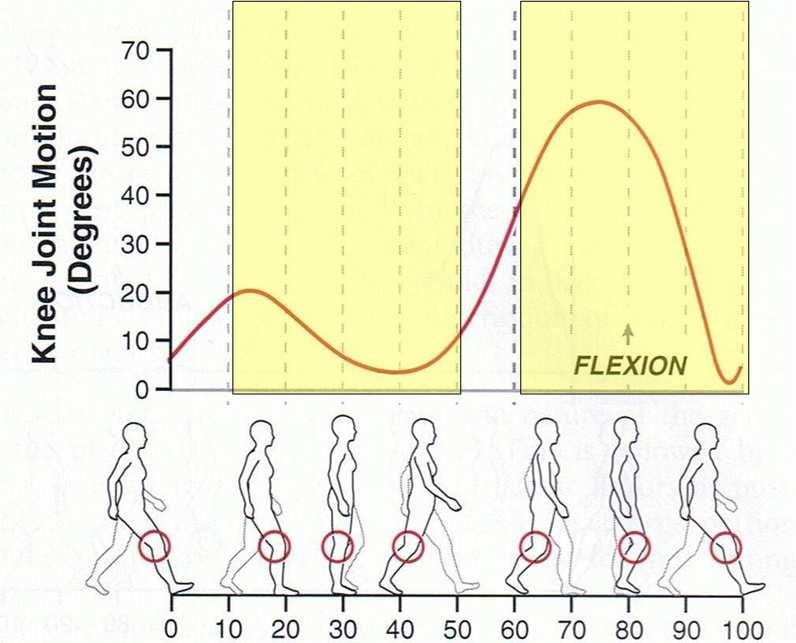 power is contained in frequencies below 6 Hz for body kinematics. The model only considers the swing and stance phases of steady gait.
