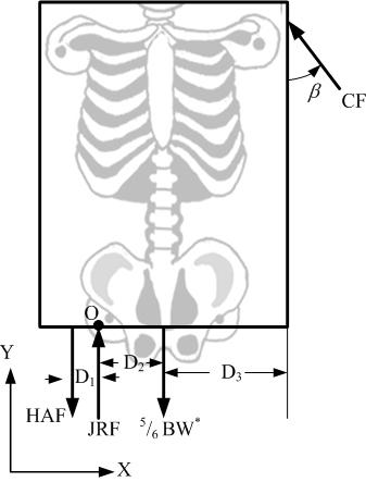 Figure 4.19: Free body diagram of the upper body. Five sixths body weight (5/6 BW ) is the weight of the body minus the stance leg. Skeleton picture is from the web [29].