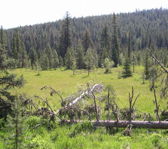 In an effort to reverse the effects of historic ditching, the UDWC and the USFS Sisters Ranger District have partnered on a two-year project to restore site hydrology, improve downstream habitat