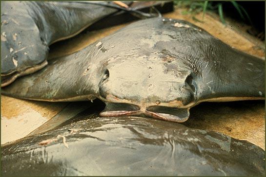 The case of the cownose ray Myers et al.