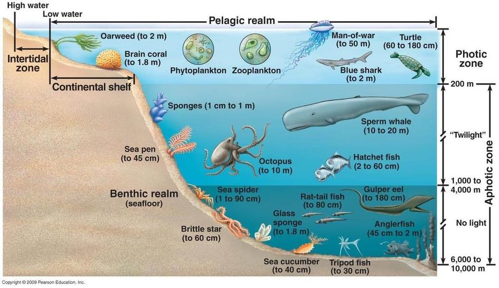 Marine Ecosystems & Food Webs Continental Shelf ~50% of marine productivity Upwelling increases nutrients in water Shallow so light can penetrate for